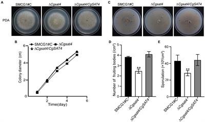 Involvement of Protein Kinase CgSat4 in Potassium Uptake, Cation Tolerance, and Full Virulence in Colletotrichum gloeosporioides